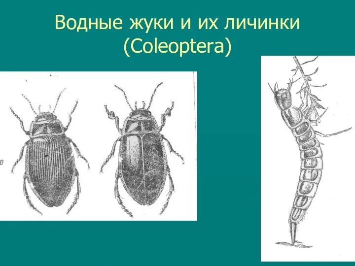 Водные жуки и их личинки (Coleoptera)