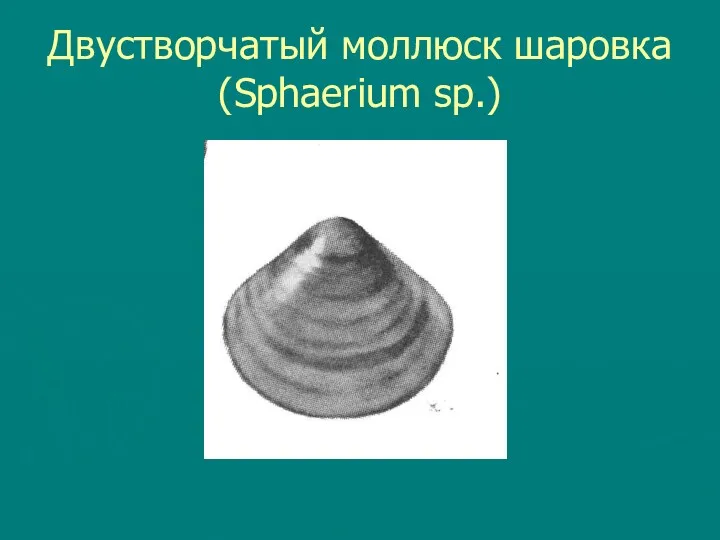Двустворчатый моллюск шаровка (Sphaerium sp.)