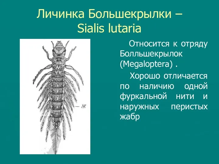 Личинка Большекрылки – Sialis lutaria Относится к отряду Болльшекрылок (Megaloptera) . Хорошо отличается