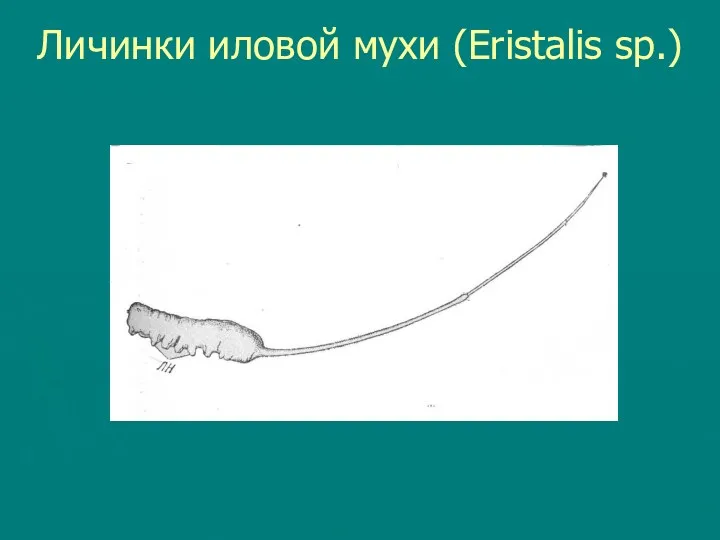 Личинки иловой мухи (Eristalis sp.)