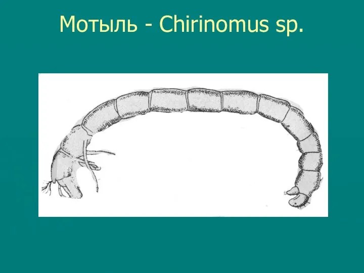 Мотыль - Chirinomus sp.