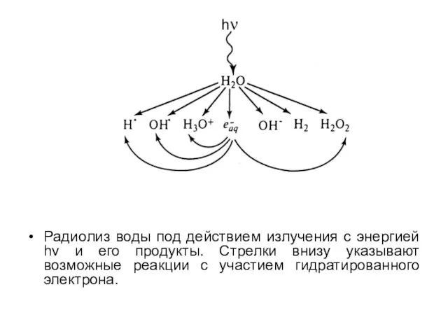 Радиолиз воды под действием излучения с энергией hν и его