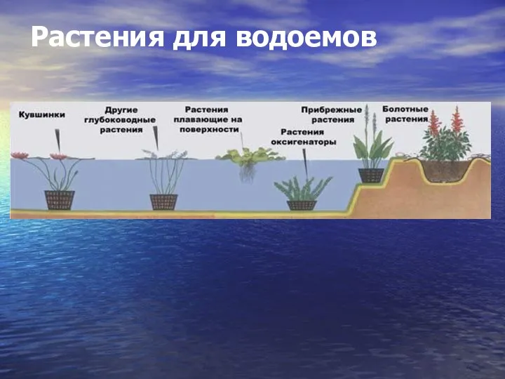 Растения для водоемов