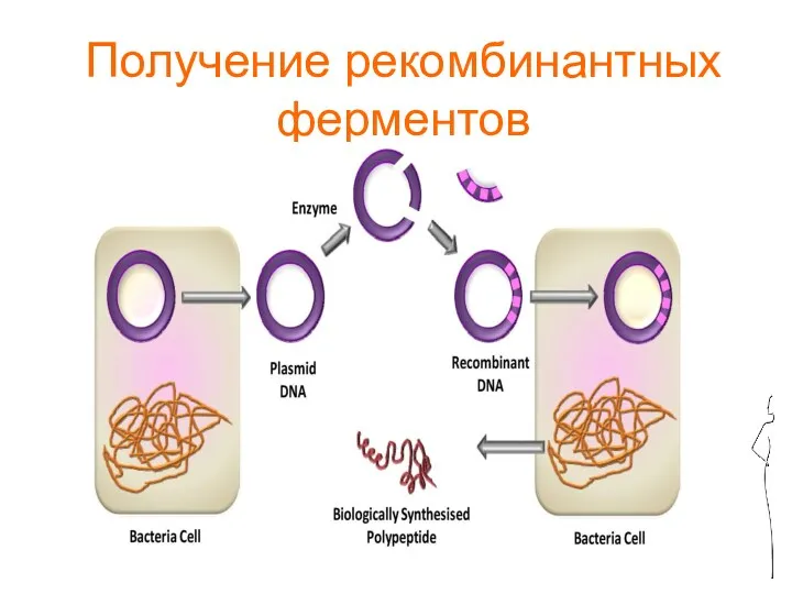 Получение рекомбинантных ферментов