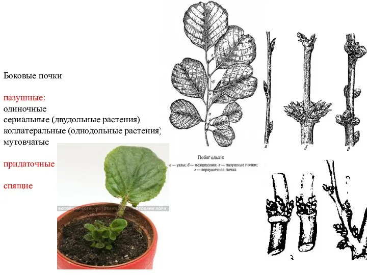 Боковые почки пазушные: одиночные сериальные (двудольные растения) коллатеральные (однодольные растения) мутовчатые придаточные спящие