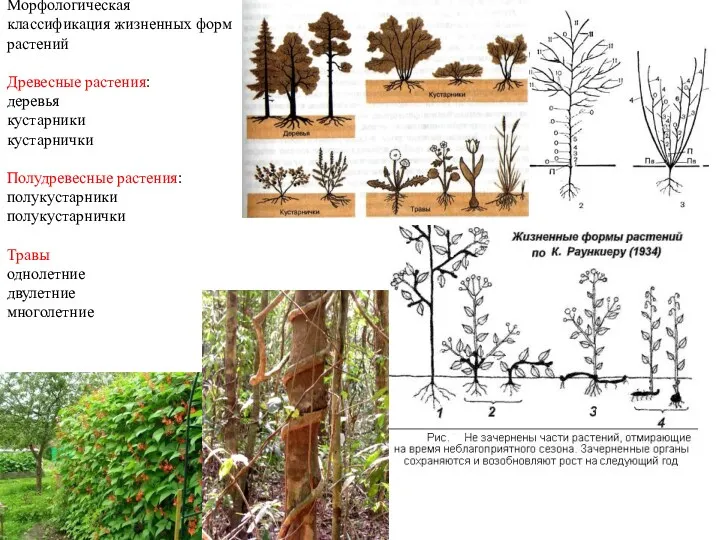 Морфологическая классификация жизненных форм растений Древесные растения: деревья кустарники кустарнички