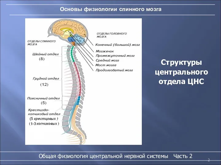 Основы физиологии спинного мозга Структуры центрального отдела ЦНС Общая физиология центральной нервной системы Часть 2