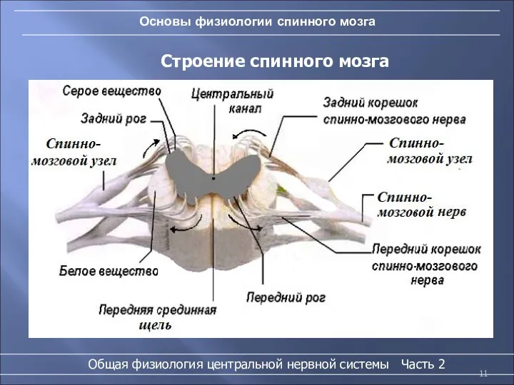 Основы физиологии спинного мозга Строение спинного мозга Общая физиология центральной нервной системы Часть 2