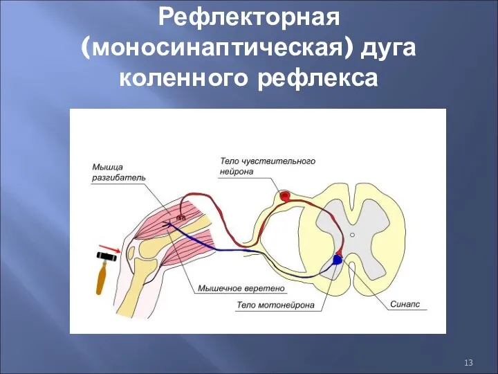 Рефлекторная (моносинаптическая) дуга коленного рефлекса