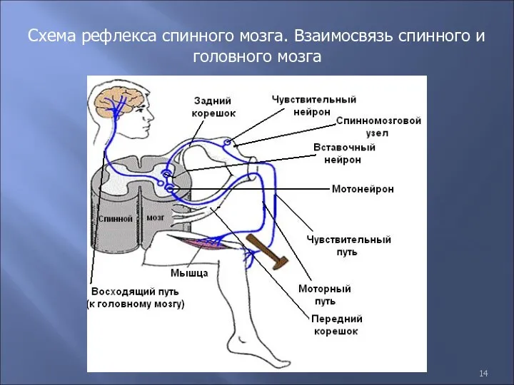 Схема рефлекса спинного мозга. Взаимосвязь спинного и головного мозга