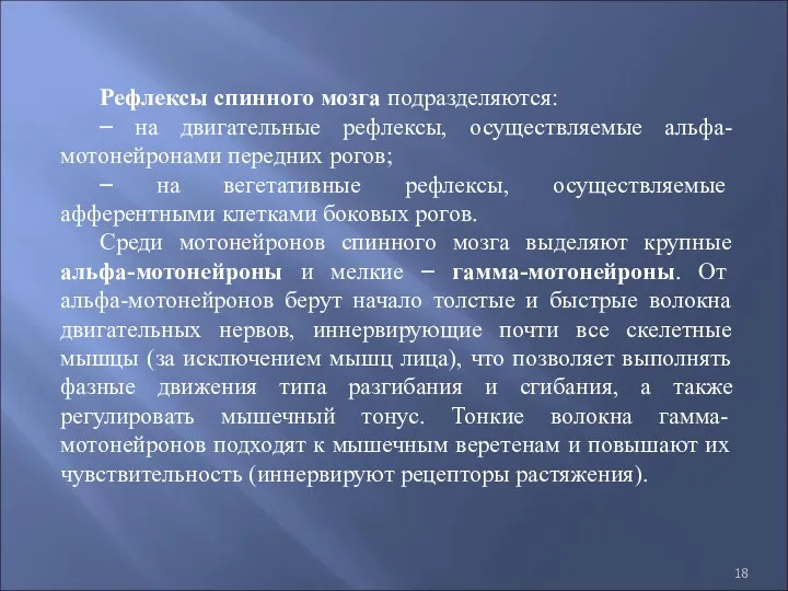 Рефлексы спинного мозга подразделяются: – на двигательные рефлексы, осуществляемые альфа-мотонейронами