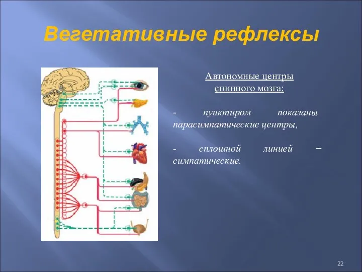 Вегетативные рефлексы Автономные центры спинного мозга: - пунктиром показаны парасимпатические центры, - сплошной линией – симпатические.