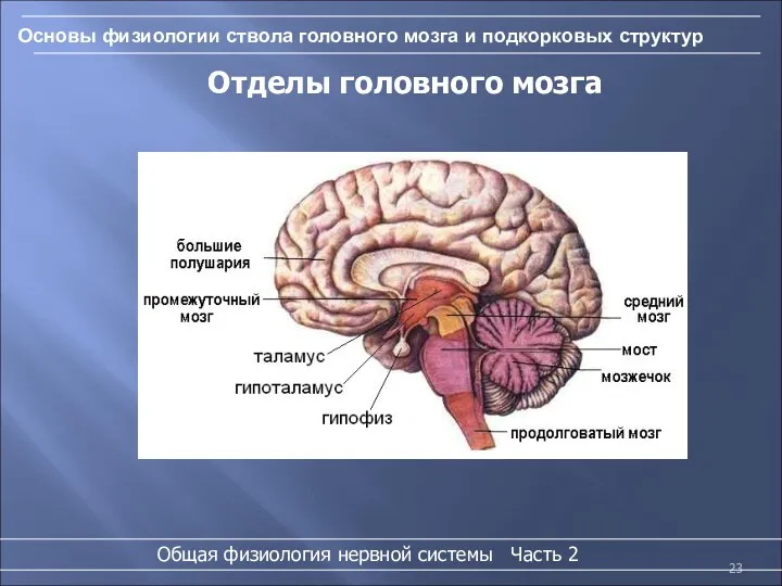 Основы физиологии ствола головного мозга и подкорковых структур Отделы головного мозга Общая физиология