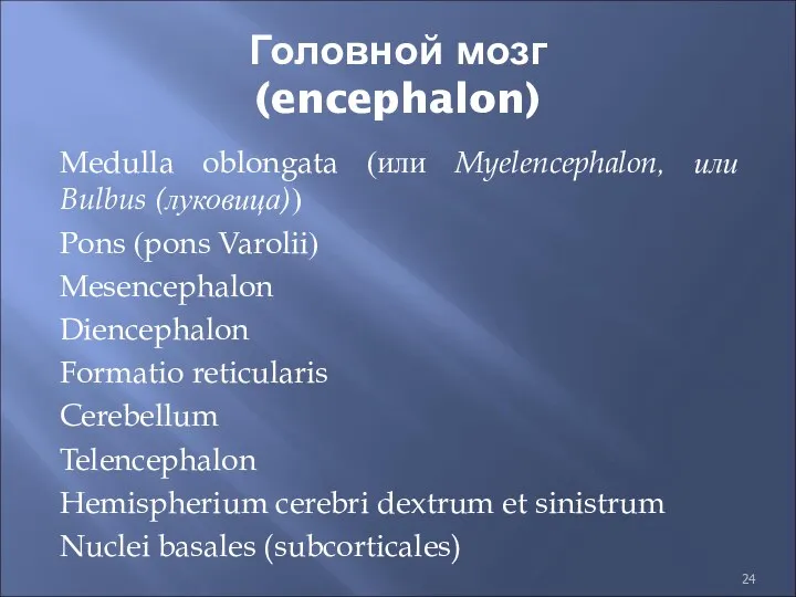Головной мозг (encephalon) Medulla oblongata (или Myelencephalon, или Bulbus (луковица)) Pons (pons Varolii)