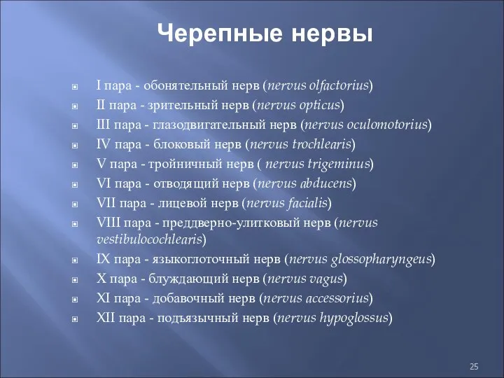 Черепные нервы I пара - обонятельный нерв (nervus olfactorius) II пара - зрительный