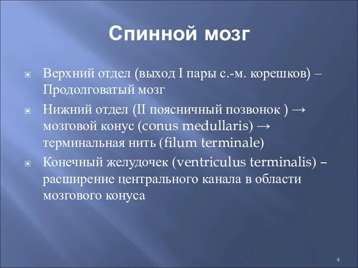 Спинной мозг Верхний отдел (выход I пары с.-м. корешков) – Продолговатый мозг Нижний