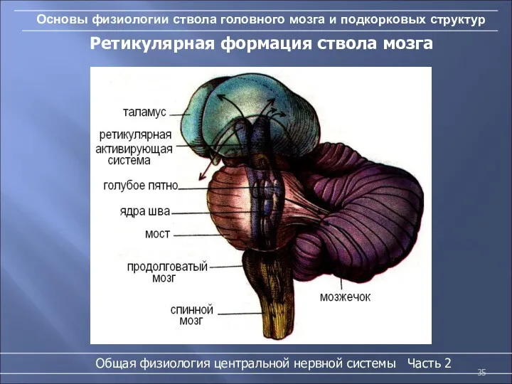 Основы физиологии ствола головного мозга и подкорковых структур Ретикулярная формация ствола мозга Общая