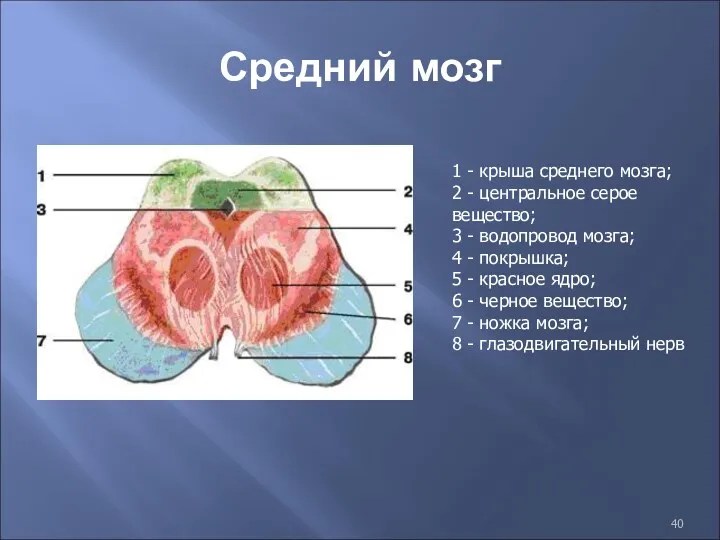 Средний мозг 1 - крыша среднего мозга; 2 - центральное серое вещество; 3