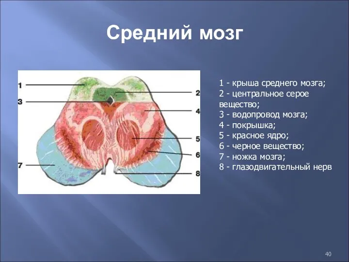 Средний мозг 1 - крыша среднего мозга; 2 - центральное