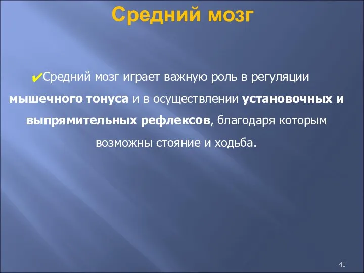 Средний мозг Средний мозг играет важную роль в регуляции мышечного тонуса и в