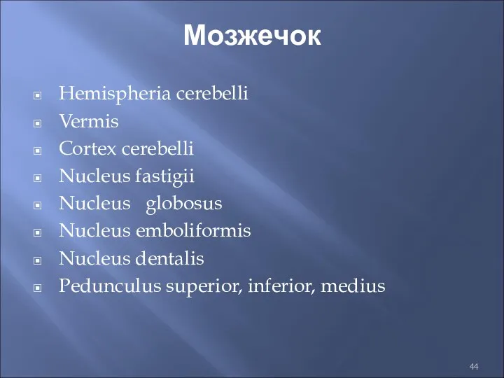 Мозжечок Hemispheria cerebelli Vermis Cortex cerebelli Nucleus fastigii Nucleus globosus Nucleus emboliformis Nucleus