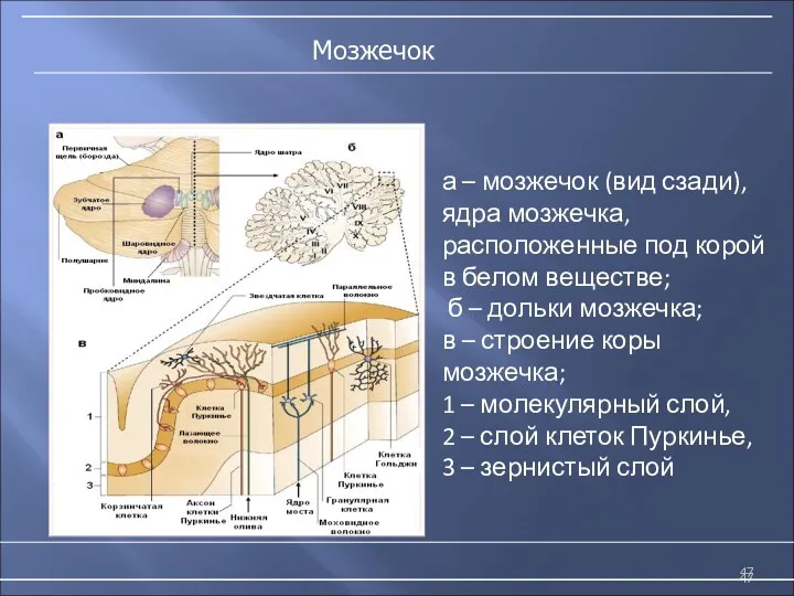 а – мозжечок (вид сзади), ядра мозжечка, расположенные под корой в белом веществе;