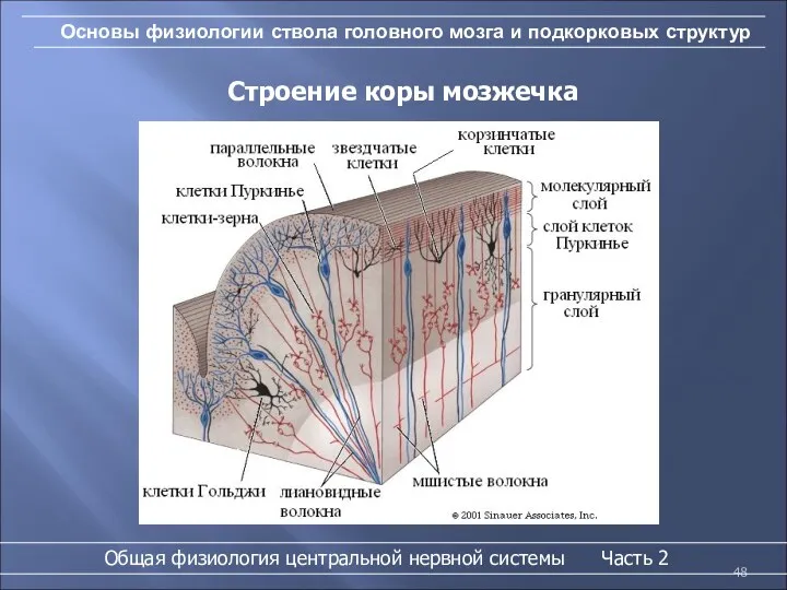 Основы физиологии ствола головного мозга и подкорковых структур Общая физиология центральной нервной системы