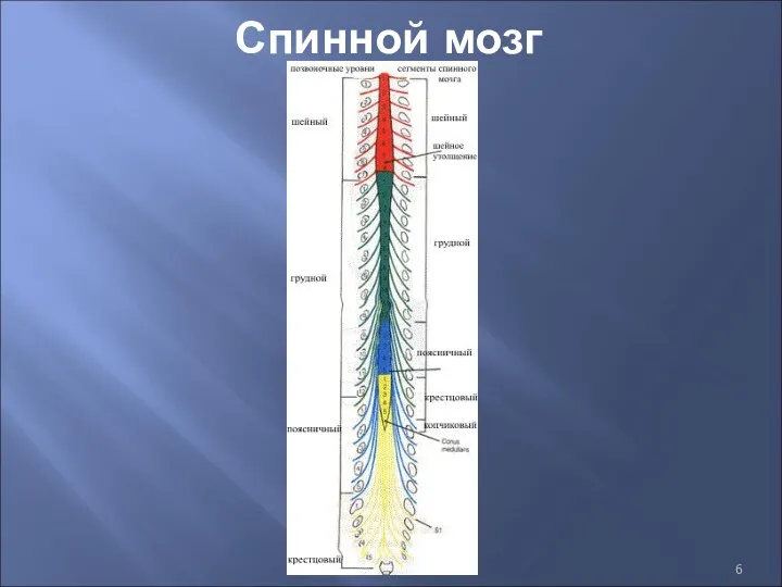 Спинной мозг