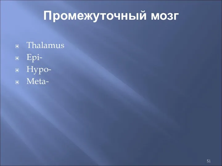 Промежуточный мозг Thalamus Epi- Hypo- Meta-