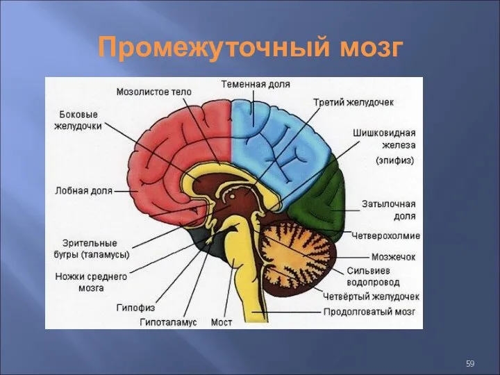 Промежуточный мозг