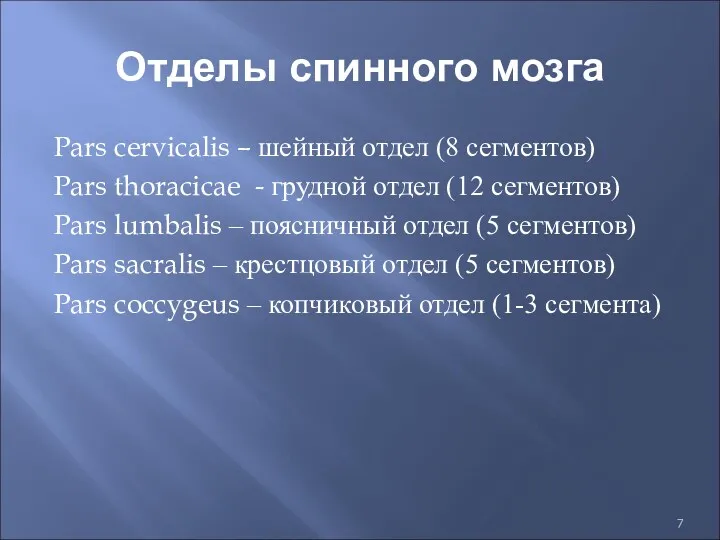 Отделы спинного мозга Pars cervicalis – шейный отдел (8 сегментов)