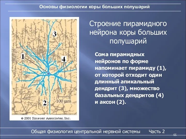 Основы физиологии коры больших полушарий Общая физиология центральной нервной системы