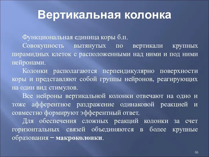 Функциональная единица коры б.п. Совокупность вытянутых по вертикали крупных пирамидных