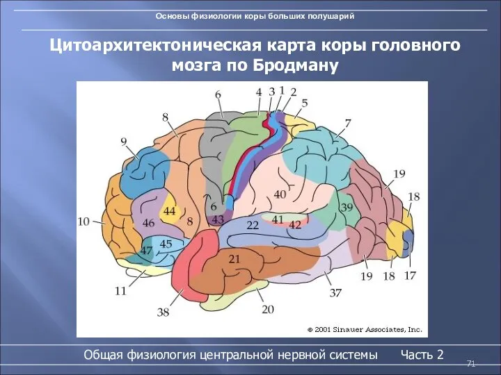 Основы физиологии коры больших полушарий Цитоархитектоническая карта коры головного мозга по Бродману Общая