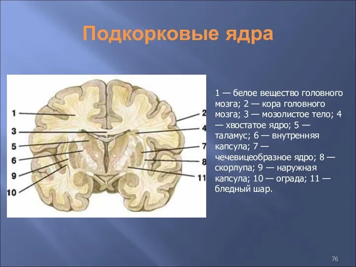 Подкорковые ядра 1 — белое вещество головного мозга; 2 — кора головного мозга;