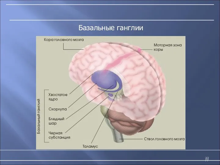 Базальные ганглии