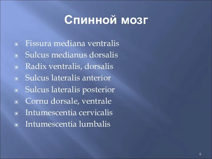 Спинной мозг Fissura mediana ventralis Sulcus medianus dorsalis Radix ventralis,