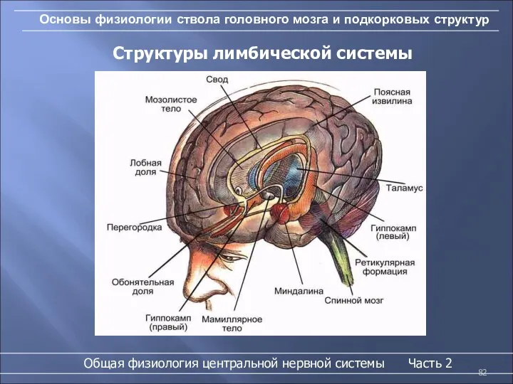 Основы физиологии ствола головного мозга и подкорковых структур Структуры лимбической
