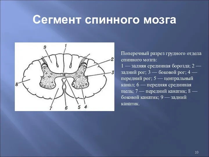 Сегмент спинного мозга Поперечный разрез грудного отдела спинного мозга: 1 — задняя срединная