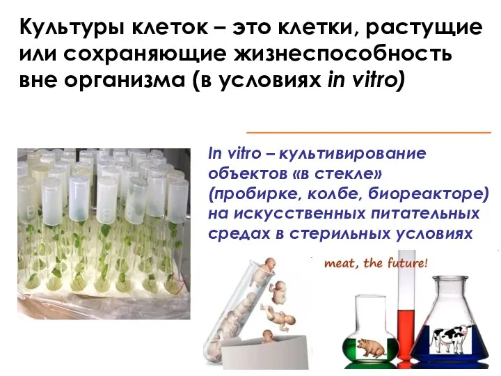 In vitro – культивирование объектов «в стекле» (пробирке, колбе, биореакторе)