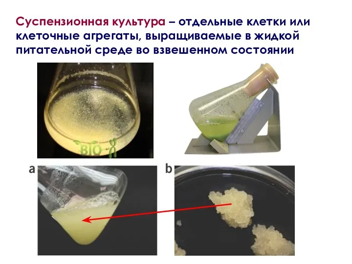 Суспензионная культура – отдельные клетки или клеточные агрегаты, выращиваемые в жидкой питательной среде во взвешенном состоянии