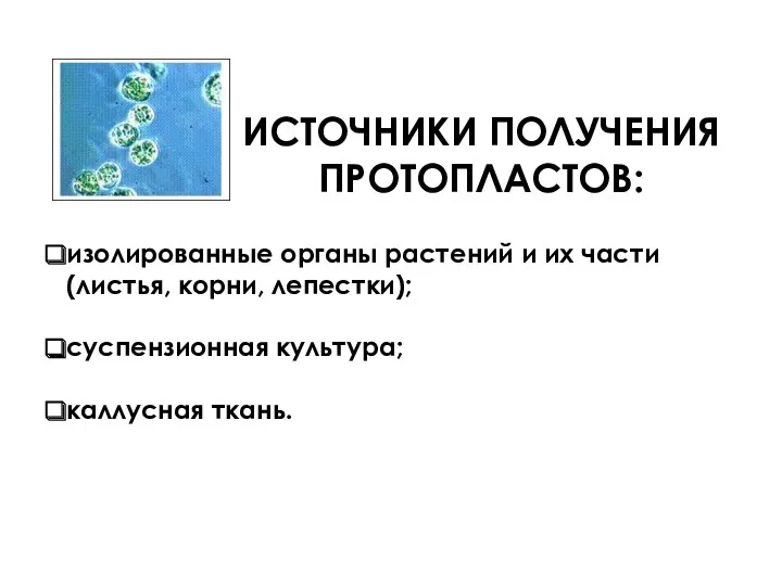 ИСТОЧНИКИ ПОЛУЧЕНИЯ ПРОТОПЛАСТОВ: изолированные органы растений и их части (листья, корни, лепестки); суспензионная культура; каллусная ткань.