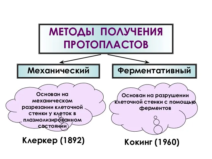 Основан на механическом разрезании клеточной стенки у клеток в плазмолизированном