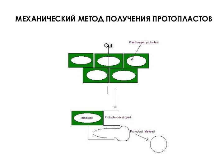 МЕХАНИЧЕСКИЙ МЕТОД ПОЛУЧЕНИЯ ПРОТОПЛАСТОВ