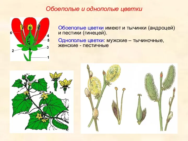 Обоеполые цветки имеют и тычинки (андроцей) и пестики (гинецей). Однополые