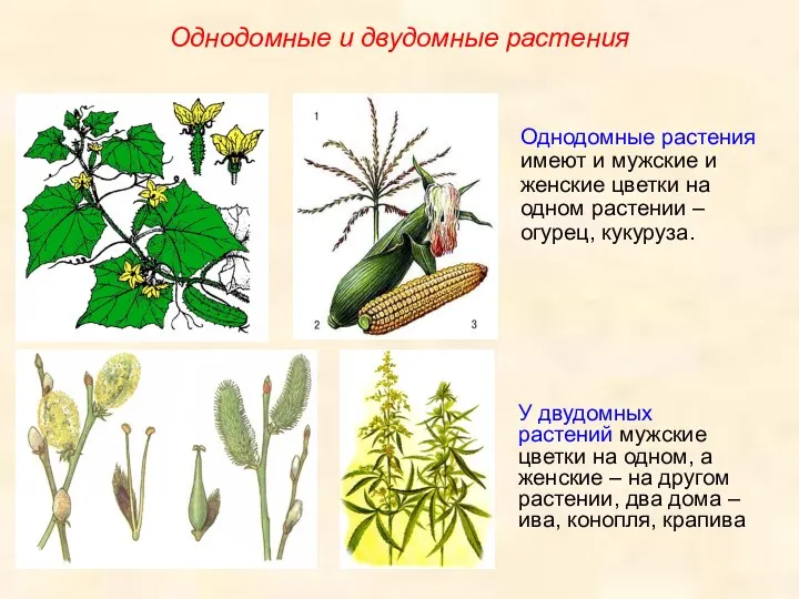 Однодомные растения имеют и мужские и женские цветки на одном