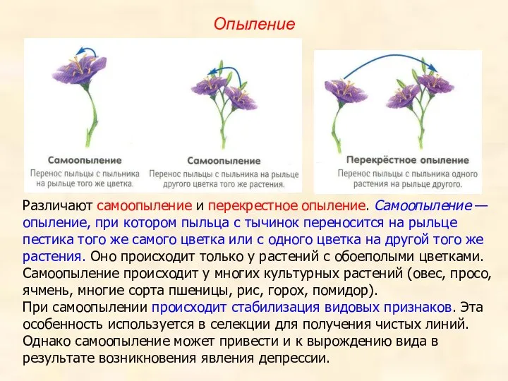 Опыление Различают самоопыление и перекрестное опыление. Самоопыление — опыление, при