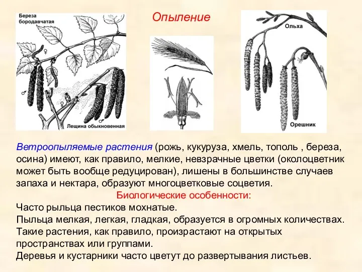 Ветроопыляемые растения (рожь, кукуруза, хмель, тополь , береза, осина) имеют,