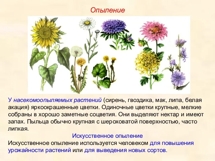 Опыление У насекомоопыляемых растений (сирень, гвоздика, мак, липа, белая акация)