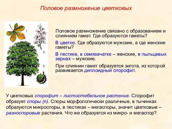 У цветковых спорофит – листостебельное растение. Спорофит образует споры (n).